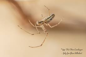 Attēlu rezultāti vaicājumam “Tetragnatha montana”