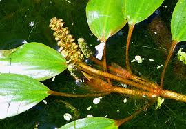 Attēlu rezultāti vaicājumam “Potamogeton compressus leaf”