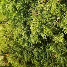 Attēlu rezultāti vaicājumam “Hylocomium splendens”