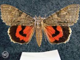 Attēlu rezultāti vaicājumam “Catocala nupta”