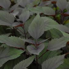 Attēlu rezultāti vaicājumam “Oenothera rubricauli leaf”