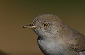 Image result for Sylvia nana