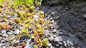 Attēlu rezultāti vaicājumam “Saxifraga tridactylites fruit”