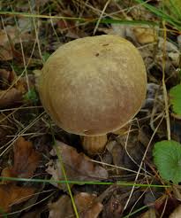 Attēlu rezultāti vaicājumam “Xerocomus subtomentosus”