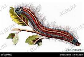 Attēlu rezultāti vaicājumam “Malacosoma neustria”