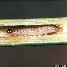 Attēlu rezultāti vaicājumam “Ostrinia nubilalis”