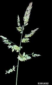 Attēlu rezultāti vaicājumam “Holcus lanatus  flower”