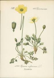 Image result for Alpenmohn