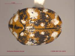 Attēlu rezultāti vaicājumam “Anthrenus sp. imago”