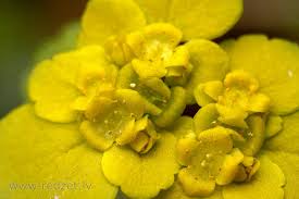 Attēlu rezultāti vaicājumam “Chrysosplenium alternifolium bud”