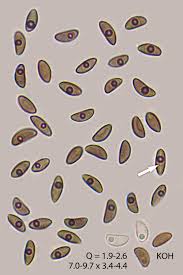 Attēlu rezultāti vaicājumam “Hypoxylon fragiforme / howeianum”