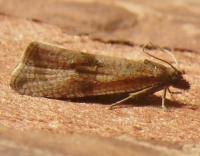 Attēlu rezultāti vaicājumam “Celypha striana”