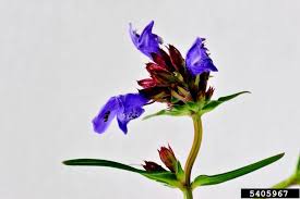 Attēlu rezultāti vaicājumam “Dracocephalum ruyschiana fruit”