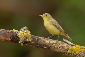 Attēlu rezultāti vaicājumam “Hippolais icterina”