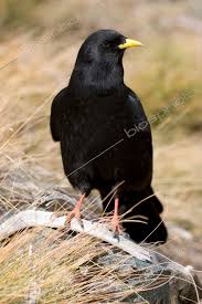 Image result for Pyrrhocorax pyrrhocorax