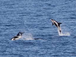 Image result for Lagenorhynchus albirostris