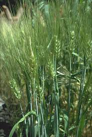 Attēlu rezultāti vaicājumam “Hordeum vulgare”