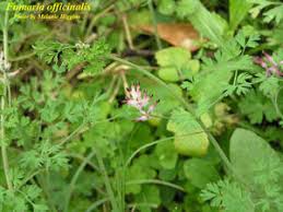 Attēlu rezultāti vaicājumam “Fumaria officinalis flower”