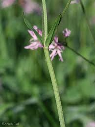 Attēlu rezultāti vaicājumam “Lychnis flos-cuculi flower”