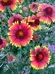Image result for Gaillardia
