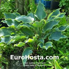 Attēlu rezultāti vaicājumam “Hosta sp.”