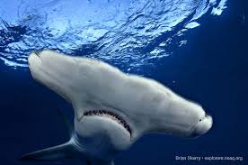 Image result for Sphyrna mokarran