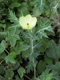 Attēlu rezultāti vaicājumam “Papaveraceae”