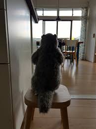 「くわばらぽてち」の画像検索結果