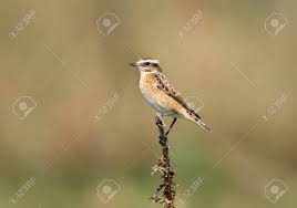 Attēlu rezultāti vaicājumam “Saxicola rubetra juvenile”