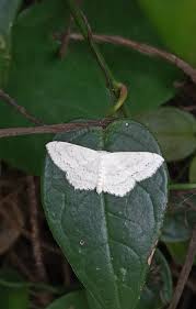 Attēlu rezultāti vaicājumam “Dichrorampha simpliciana”