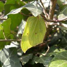 Attēlu rezultāti vaicājumam “Gonepteryx rhamni upperside”