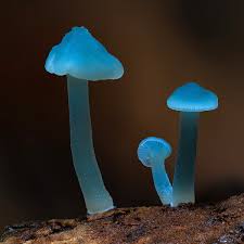 Attēlu rezultāti vaicājumam “Calypogeia azurea macro”