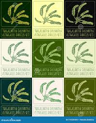 Attēlu rezultāti vaicājumam “Astragalus danicus leaf”