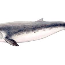 Image result for Kogia breviceps