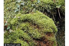 Attēlu rezultāti vaicājumam “Bazzania trilobata”