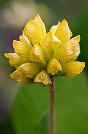 Attēlu rezultāti vaicājumam “Trifolium dubium leaf”