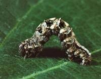 Attēlu rezultāti vaicājumam “Pareulype berberata”