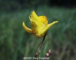 Attēlu rezultāti vaicājumam “Utricularia vulgaris flower”