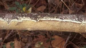 Attēlu rezultāti vaicājumam “Irpex lacteus”