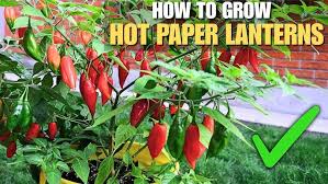Afbeeldingsresultaat voor paper lantern hot pepper