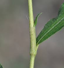Attēlu rezultāti vaicājumam “Persicaria maculosa leaf”
