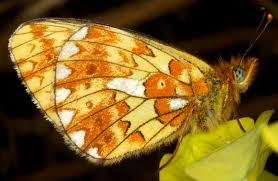 Attēlu rezultāti vaicājumam “Clossiana euphrosyne”