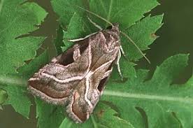 Attēlu rezultāti vaicājumam “Eucarta virgo”