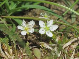 Attēlu rezultāti vaicājumam “Sagina nodosa”
