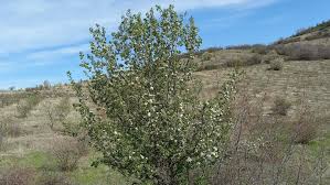 Attēlu rezultāti vaicājumam “Pyrus pyraster”