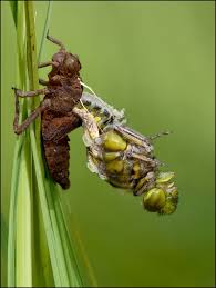 Attēlu rezultāti vaicājumam “Libellula depressa”