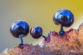 Attēlu rezultāti vaicājumam “Lamproderma violaceum”