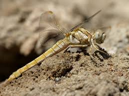 Attēlu rezultāti vaicājumam “Orthetrum brunneum”