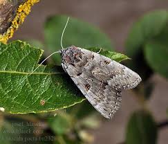 Attēlu rezultāti vaicājumam “Catocala pacta”