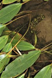 Attēlu rezultāti vaicājumam “Potamogeton compressus leaf”